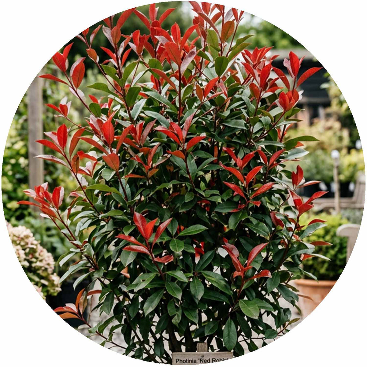 (EP) Photinia Serr. Red Robin CLT12 100/125