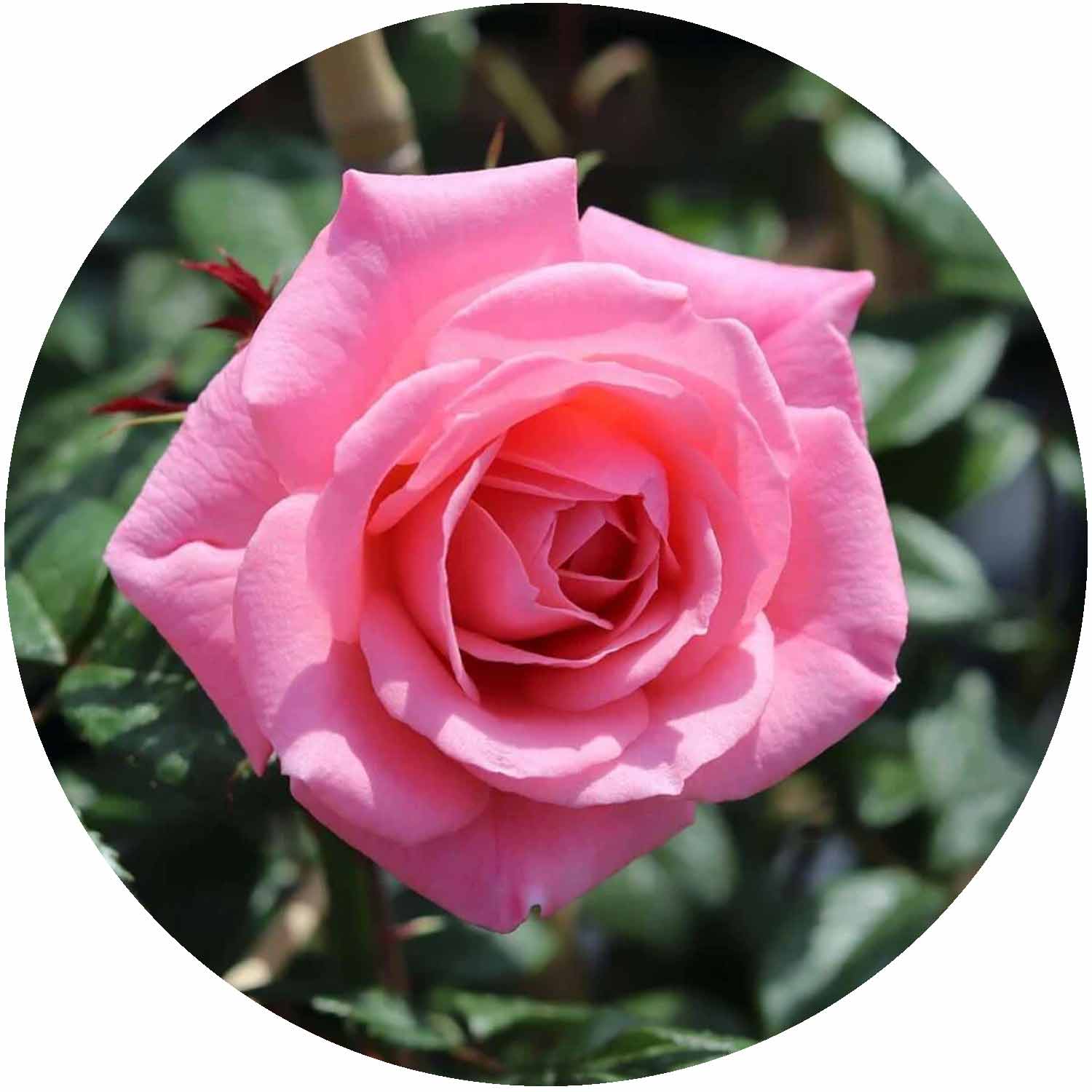 (HS) Pink Perpetue CLB