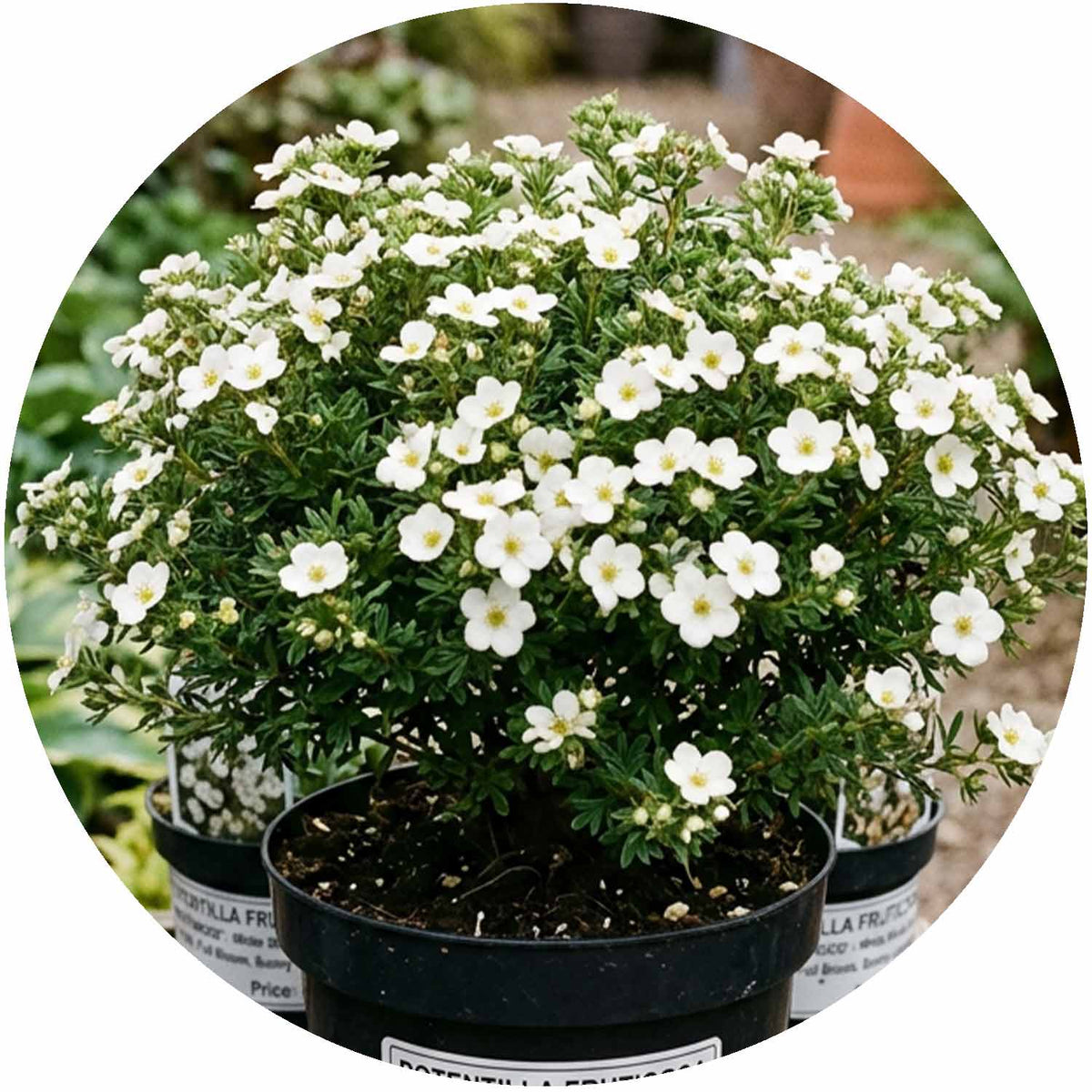 (D) Potentilla Fruticosa Abbotswood 3L