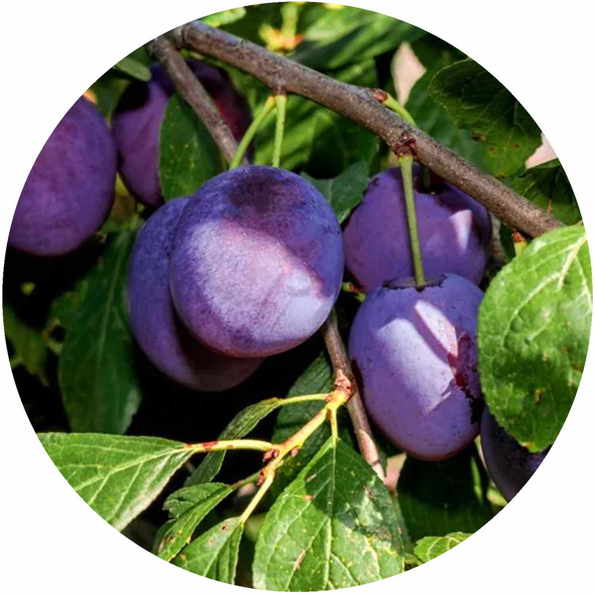 (D) Prunus Czar 12L (plum)