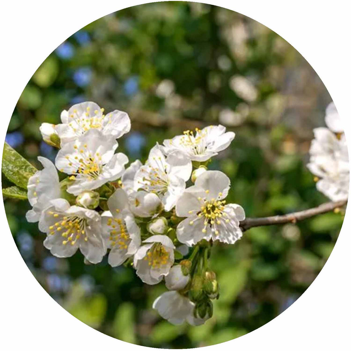 (D) Prunus Czar 12L (plum)