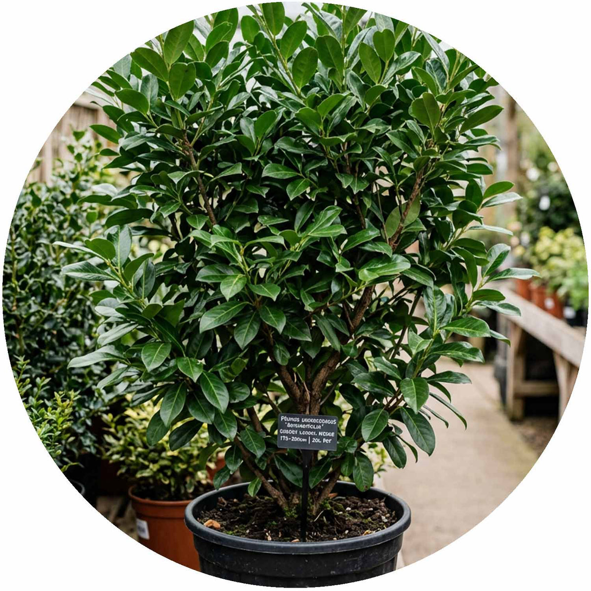 (E) Prunus Laurocerasus Rotundifolia 175-200cm 20L