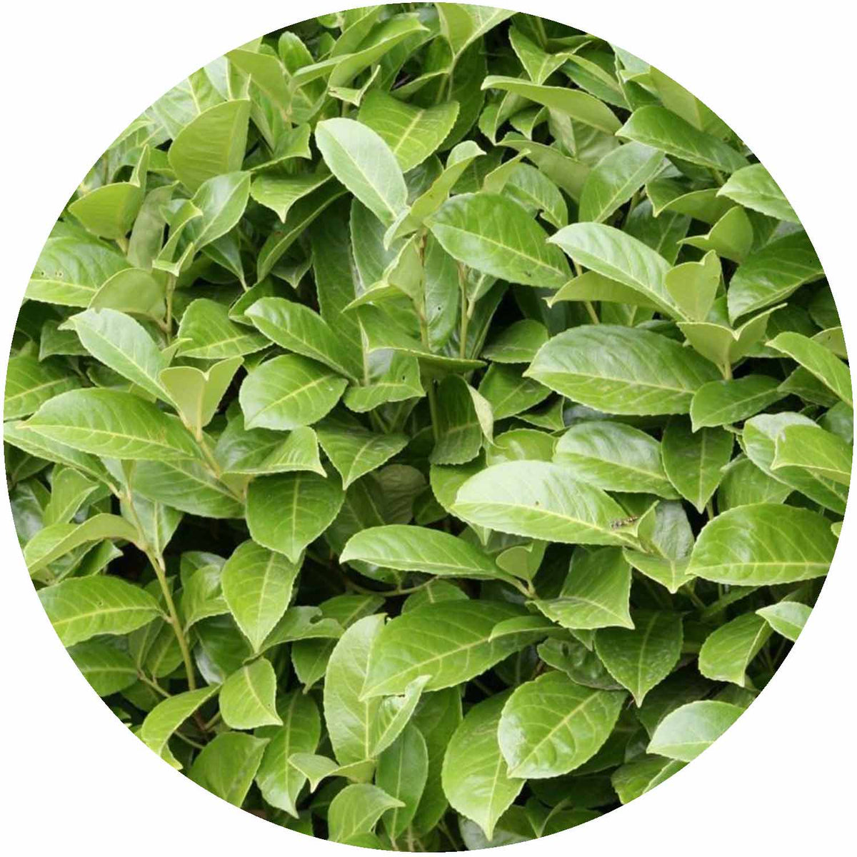 (NWP) Prunus Laurocerasus Rotundifolia 15L