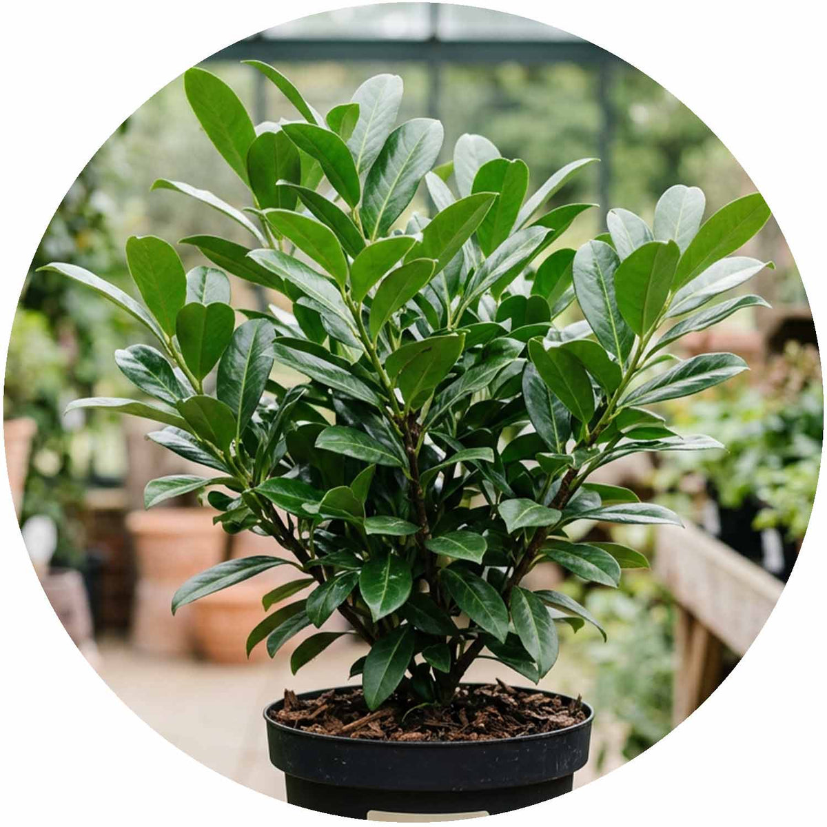 (M) Prunus Laurocerasus 2-3L