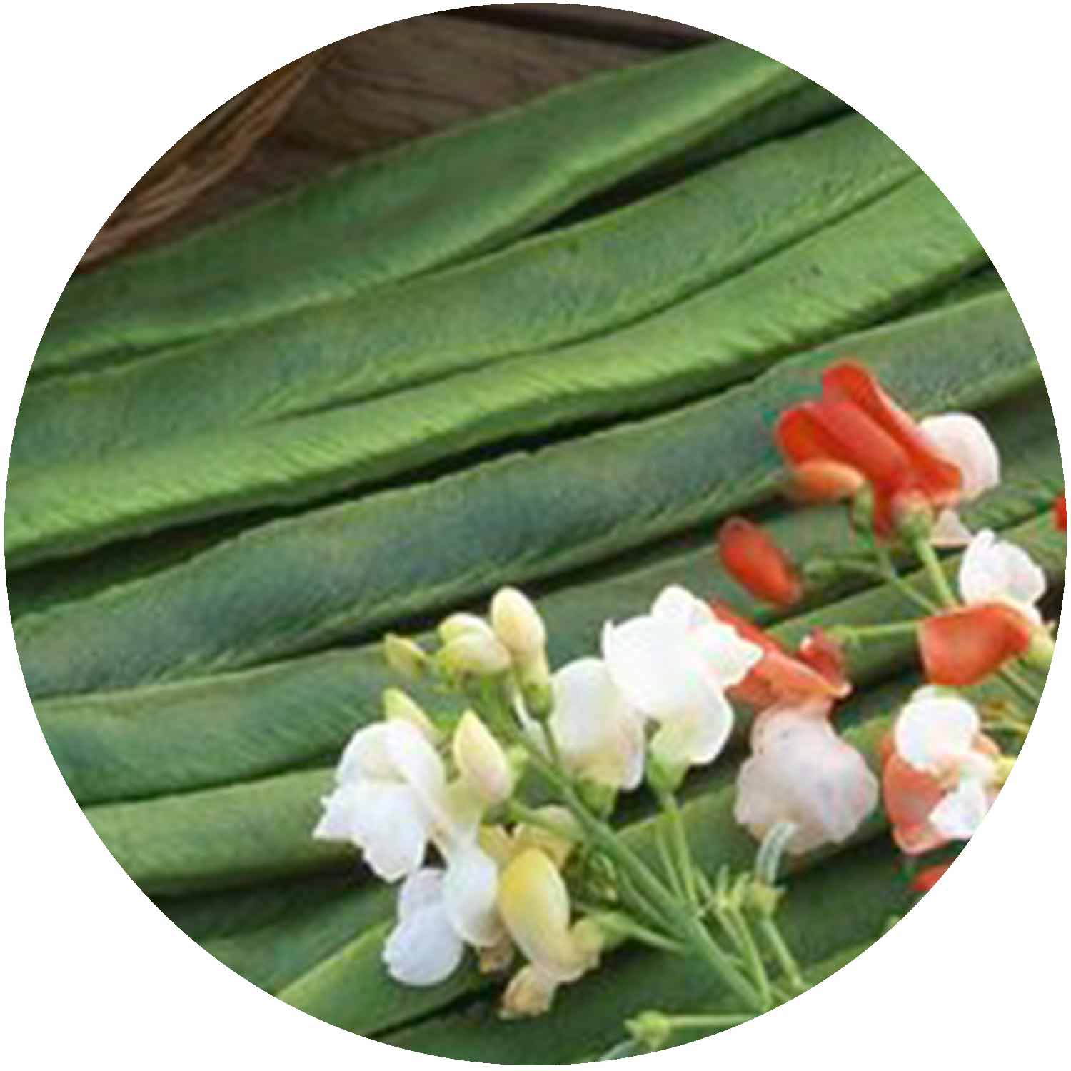 (GK) Runner Bean 6Pk