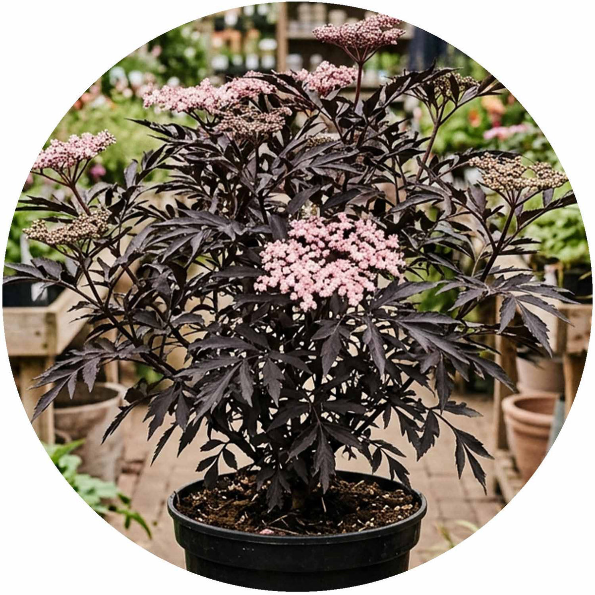 (D) Sambucus Nigra Black Beauty 3L