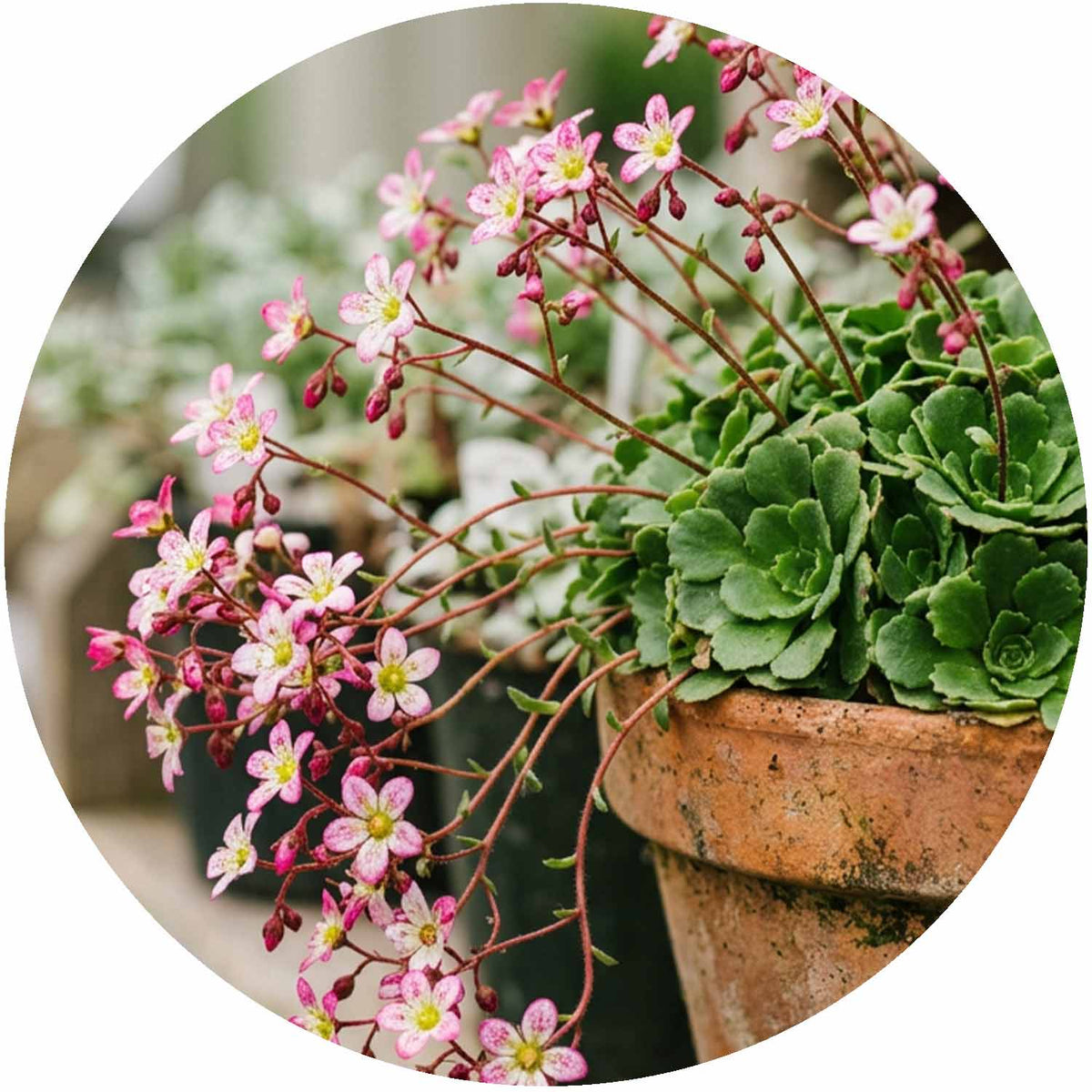 (E) Saxifraga Dancing Pixies 1.5/2L