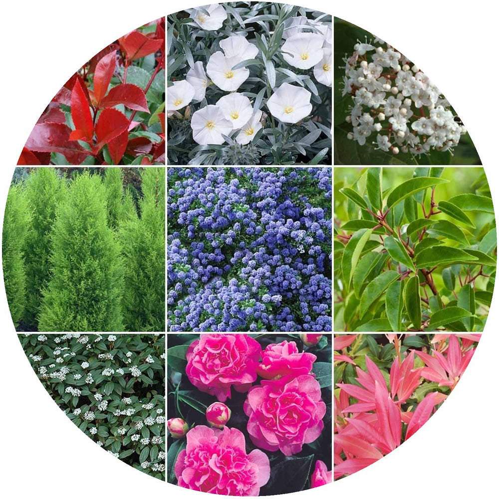 (MG) Shrub Mix P11