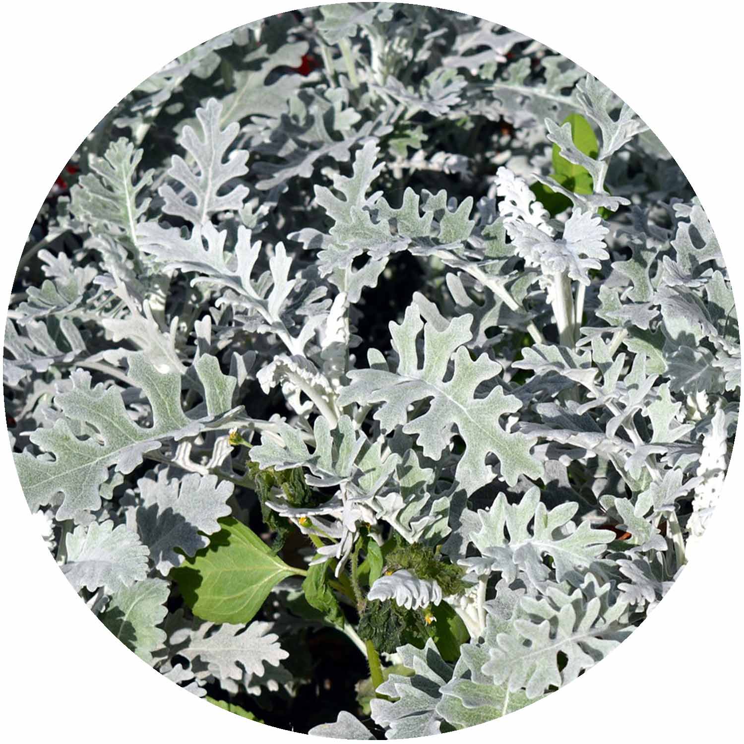 (E) Silver leaf