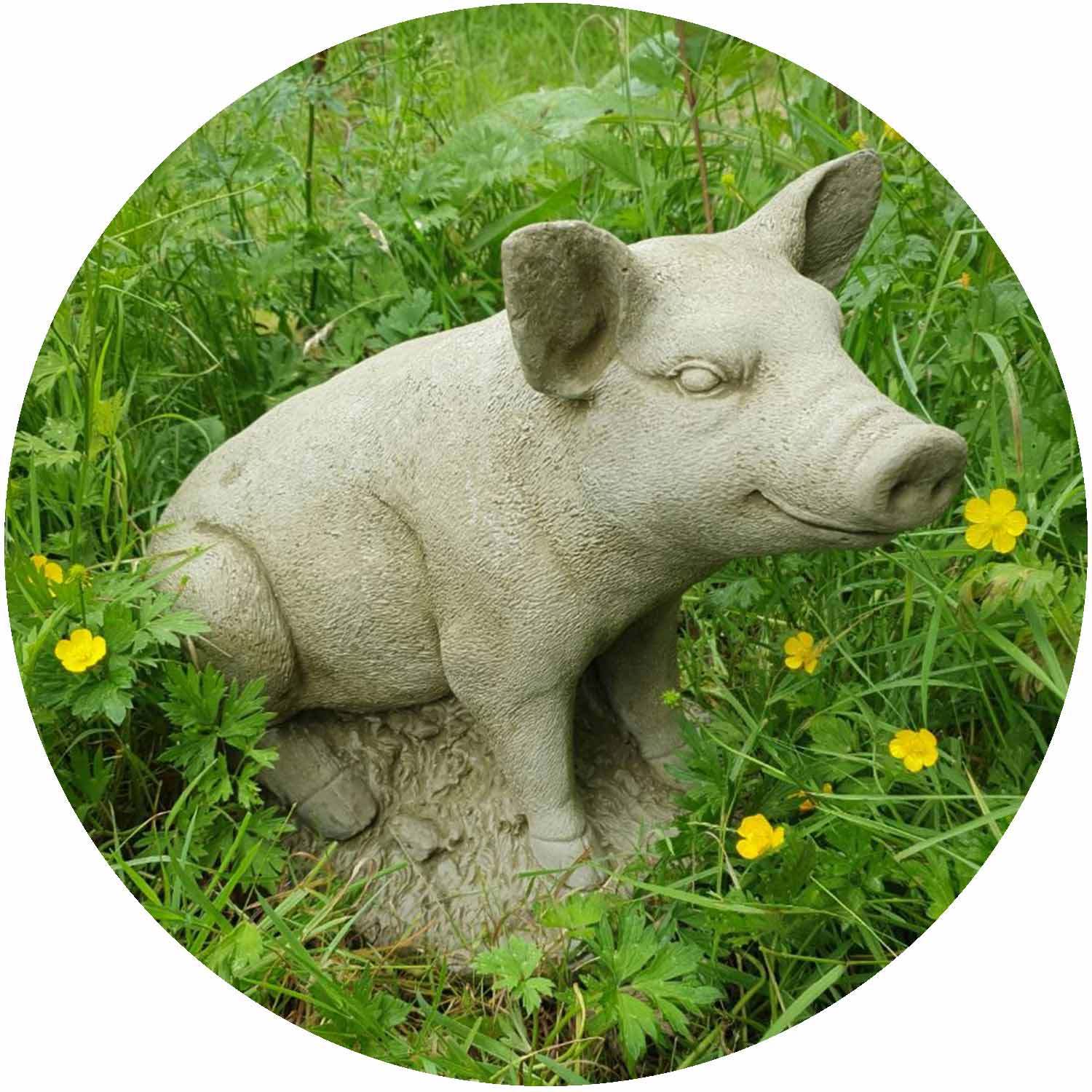 Sitting Pig