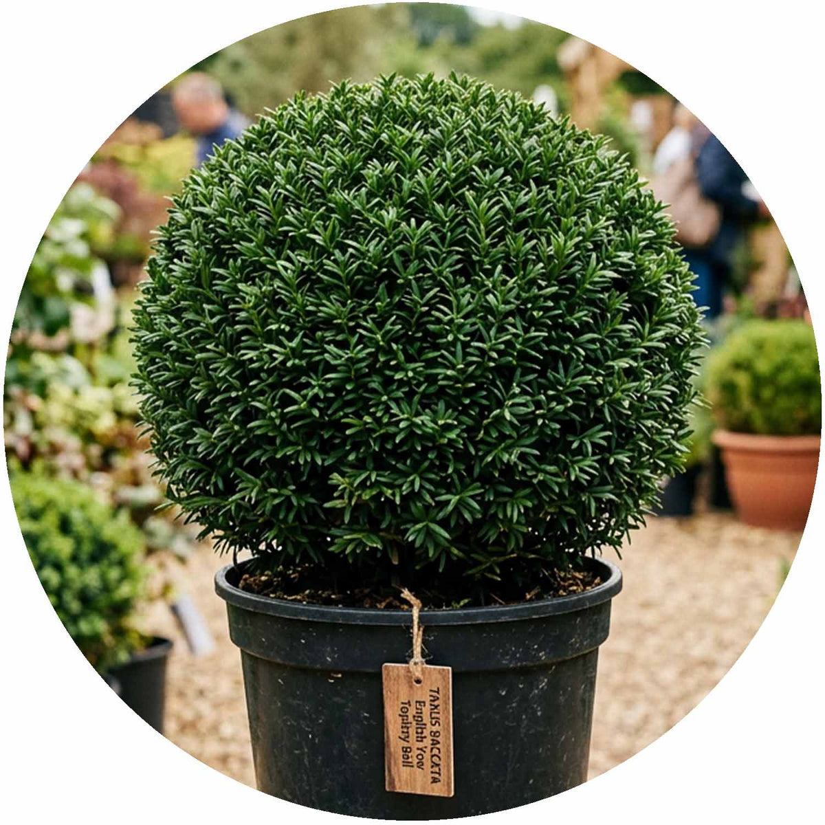 (MG) Taxus Baccata Ball P24