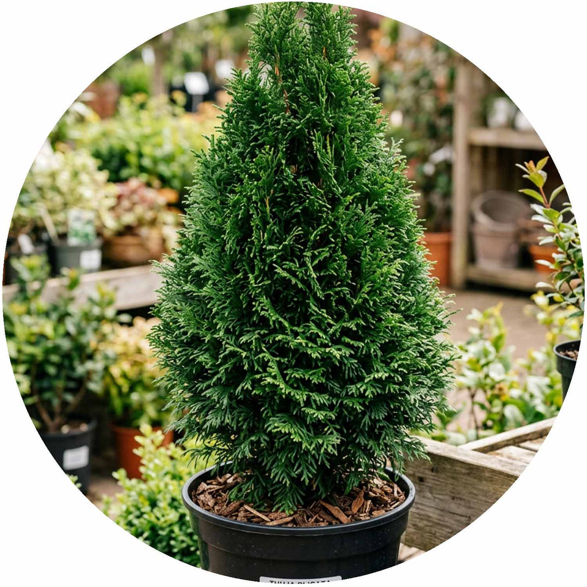 (NWP) Thuja plic. Atrovirens 15L