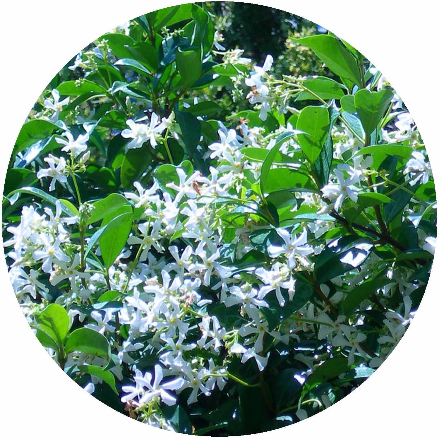 (E) Trachelospermum Jasminoides 2ltr