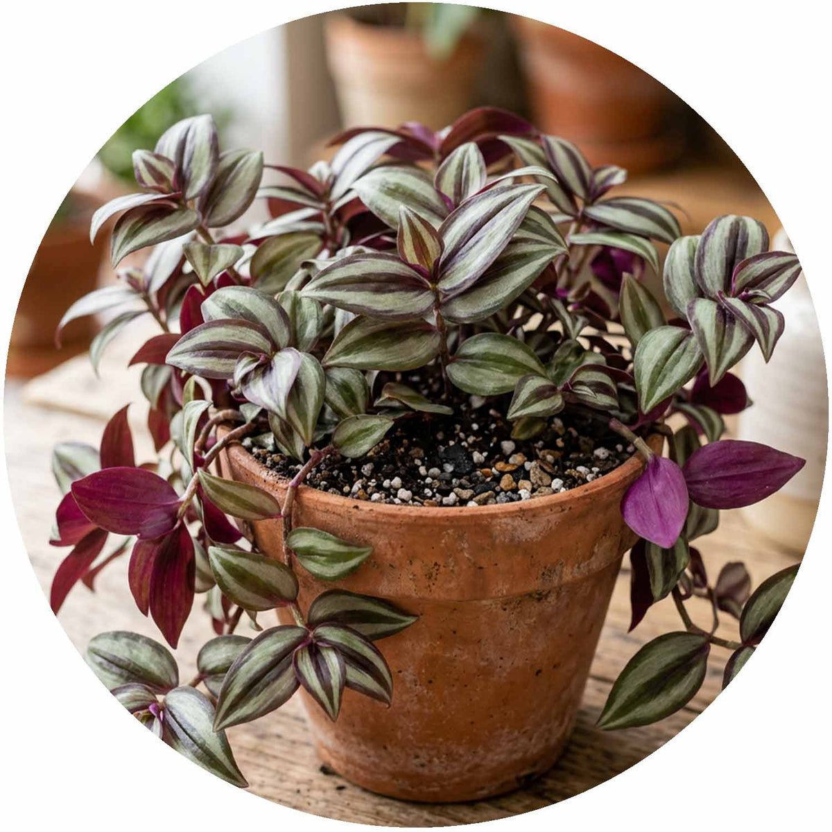 (MG) Tradescantia Zebra 12cm