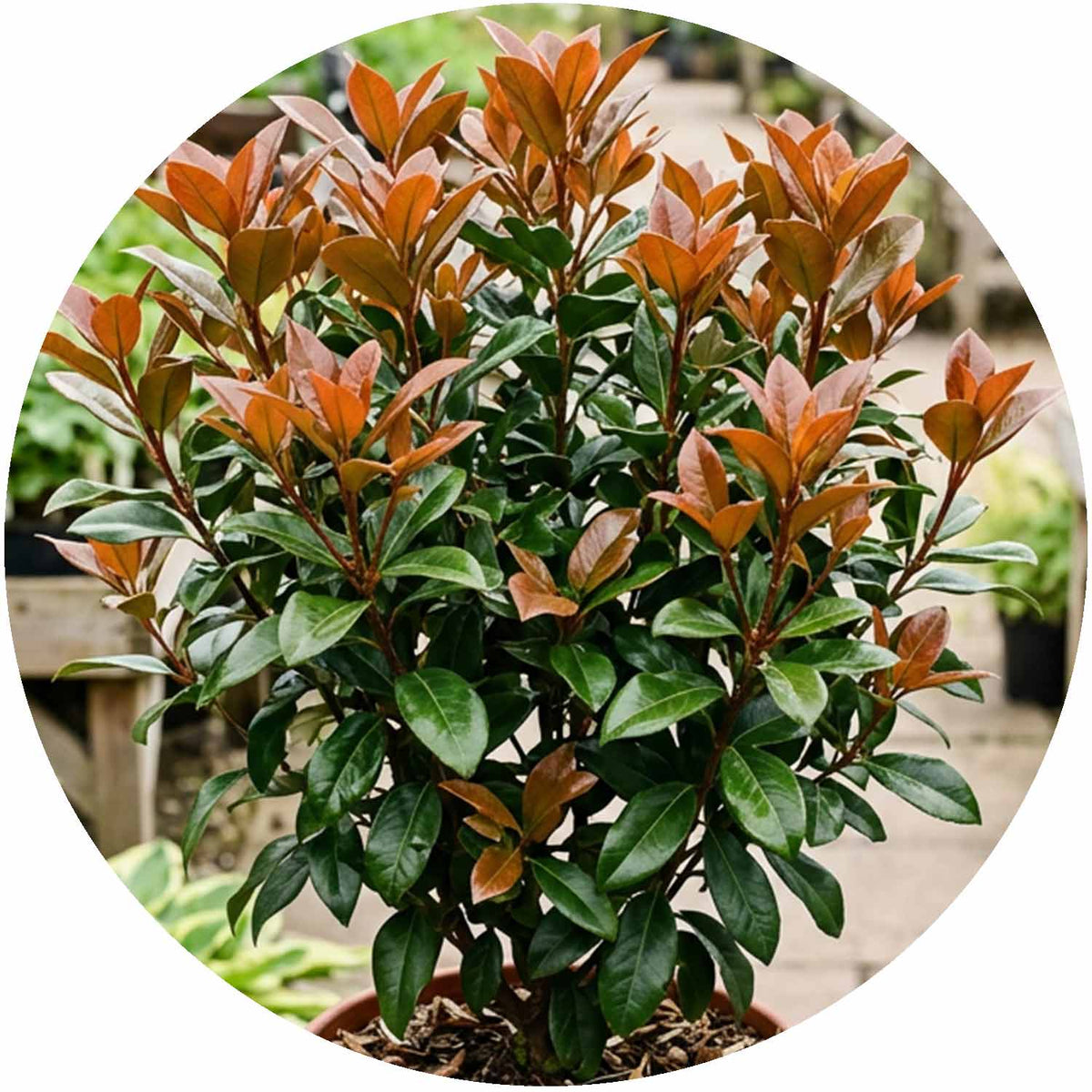 Viburnum Odora Coppertop 8L