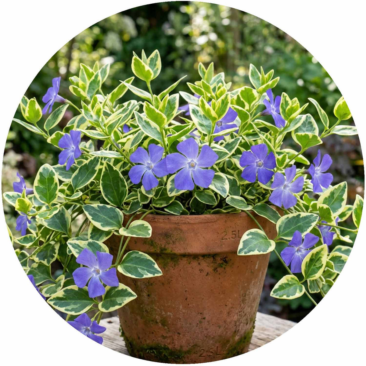 (M) Vinca Minor Illumination 2-3L