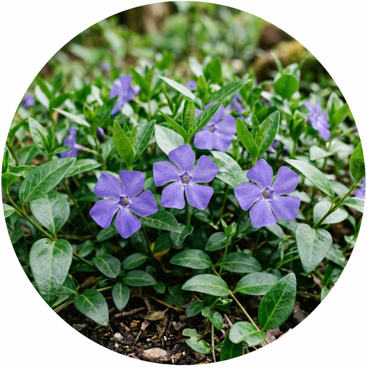 (M) Vinca Minor 2-3L