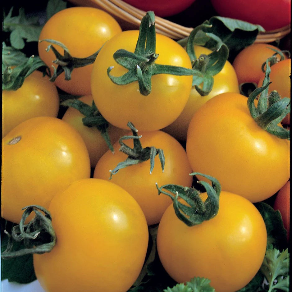 (GK) Tomato - Golden Sunrise 9cm