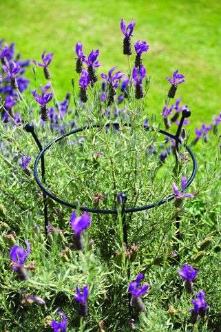 Cottage Garden Ring - Small